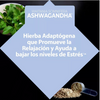 Ashwagandha  Nature's Therapy® 120 cápsulas